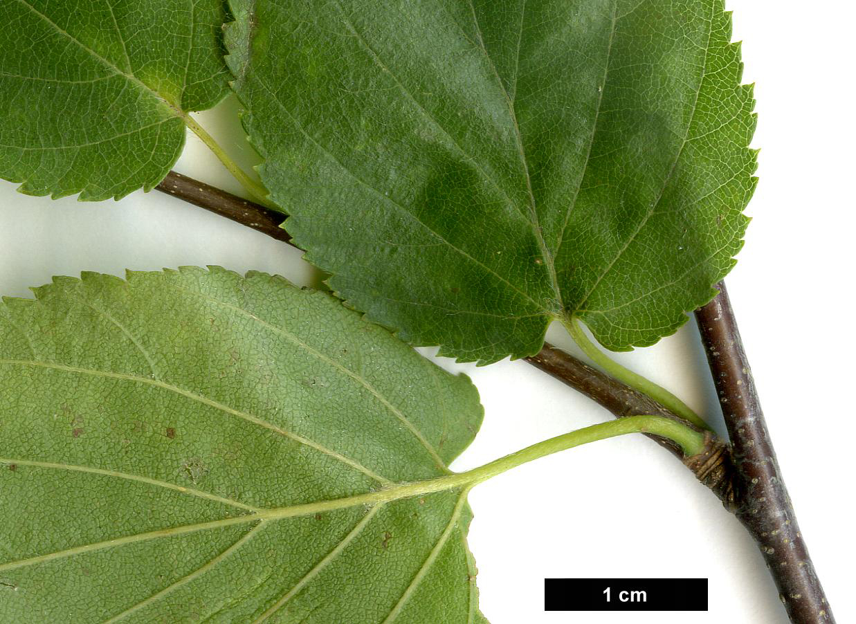 High resolution image: Family: Betulaceae - Genus: Betula - Taxon: lenta - SpeciesSub: f. uber